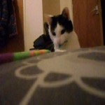 Mister Eat Toy